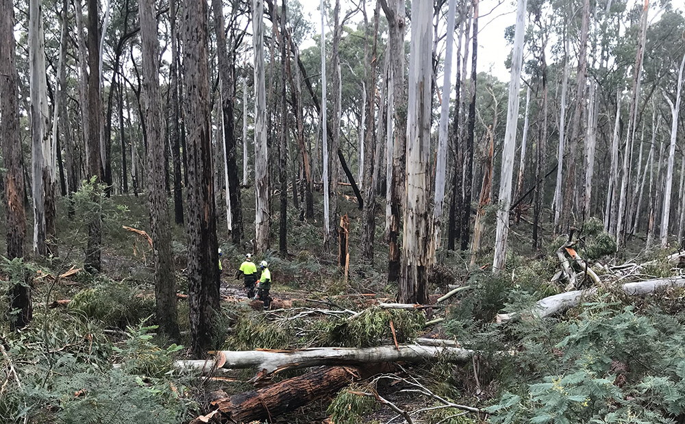 Storm recovery staff in a forest