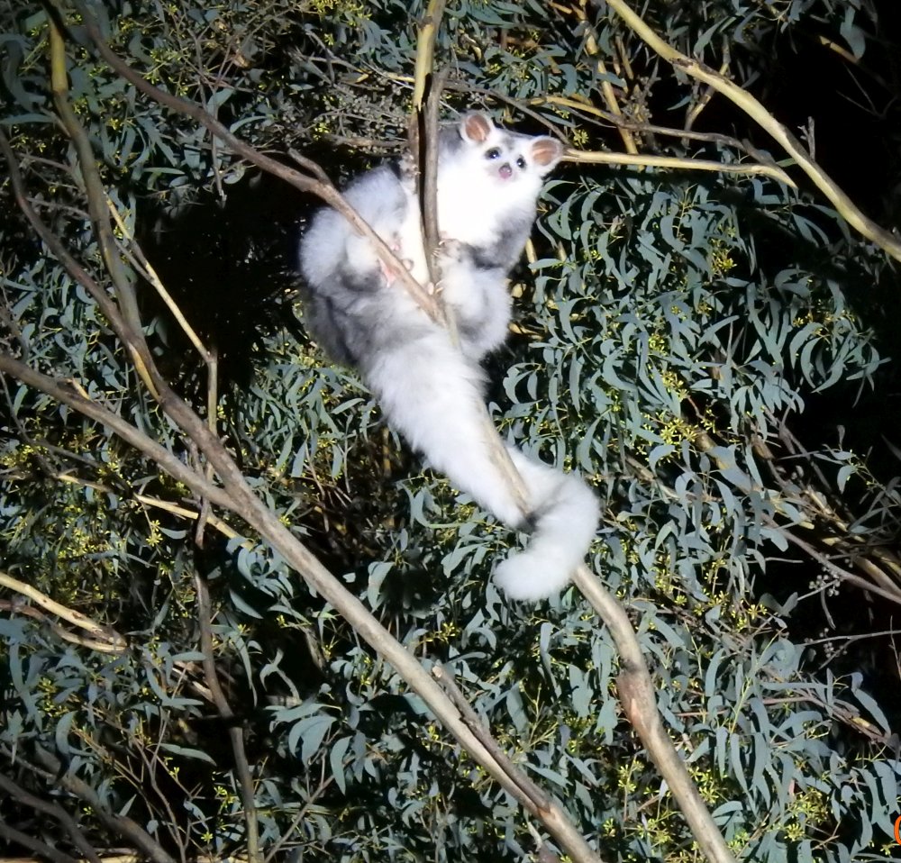 Greater Glider