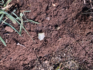  Sample of artefacts discovered during a post-burn survey