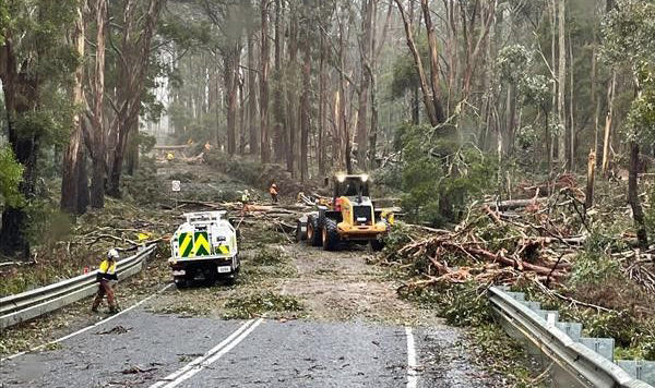 Storm damaged trees on a road at Wombat State Forest