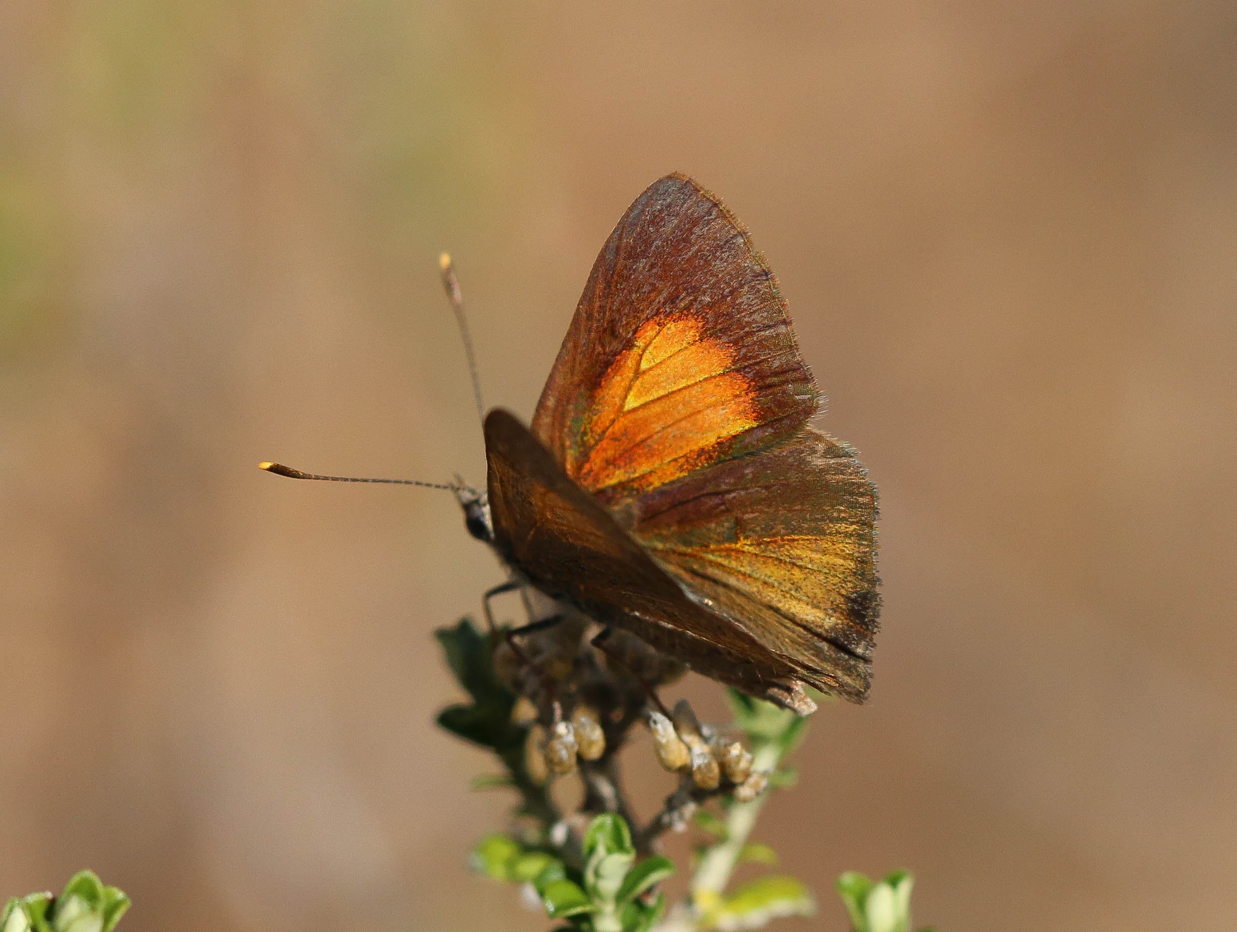 Eltham copper butterfly at Kalimna Park
