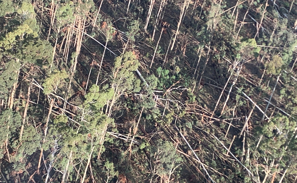 Aerial view of a storm damaged forest
