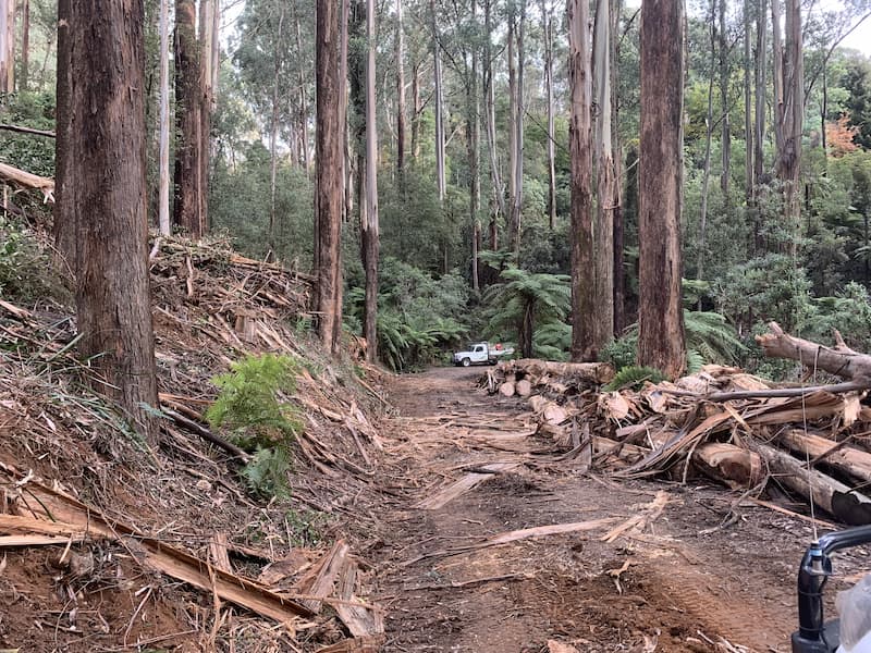 Mathias Track, Dandenong Ranges National Park - Before clean-up