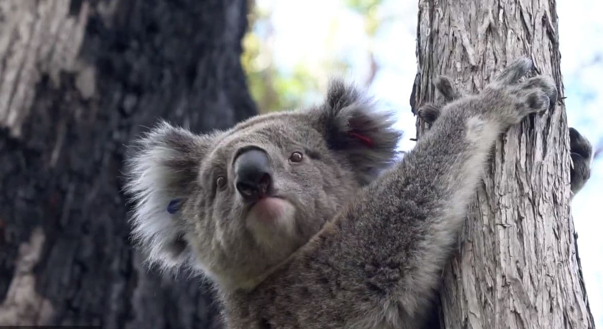 Koala clings to tree