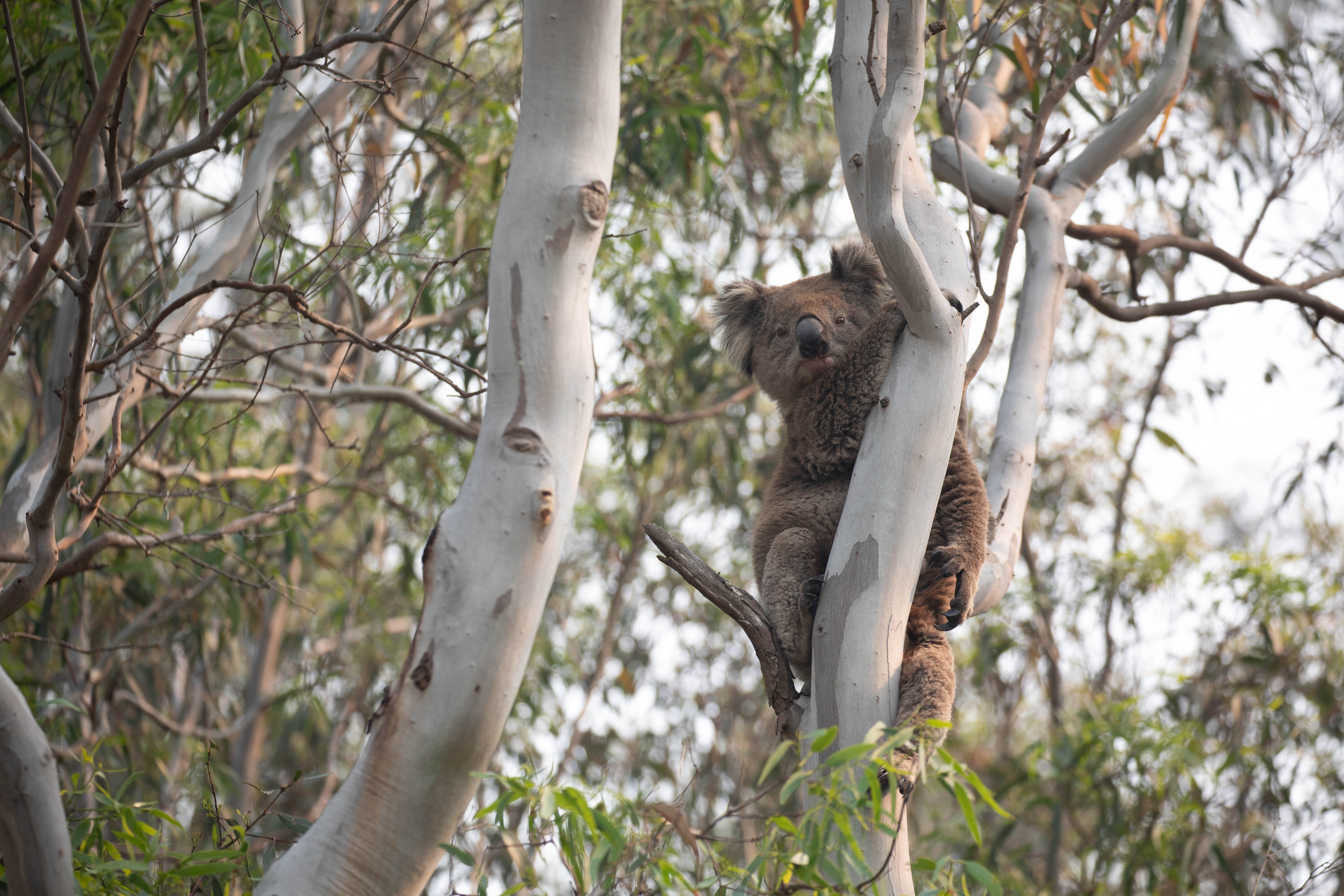 Koala in a tree