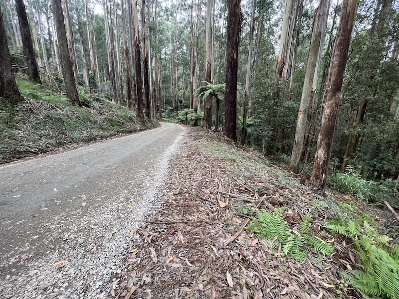 Mathias Track, Dandenong Ranges National Park - After clean-up