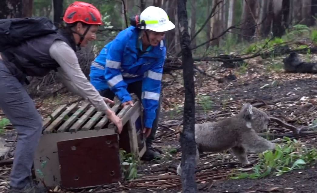 Koala is released into bush