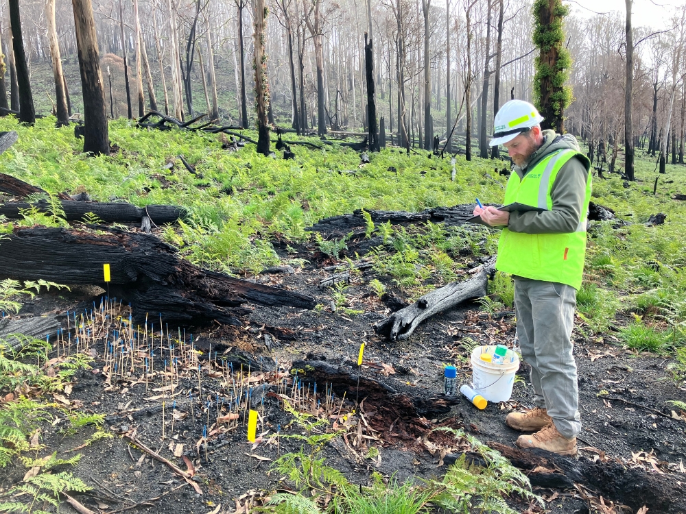 An FFMVic staff member surveys a monitoring plot holding a clipboard and making notes