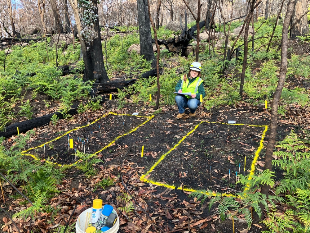 An FFMVic staff member crouches between two monitoring plots, taking notes on a clipboard
