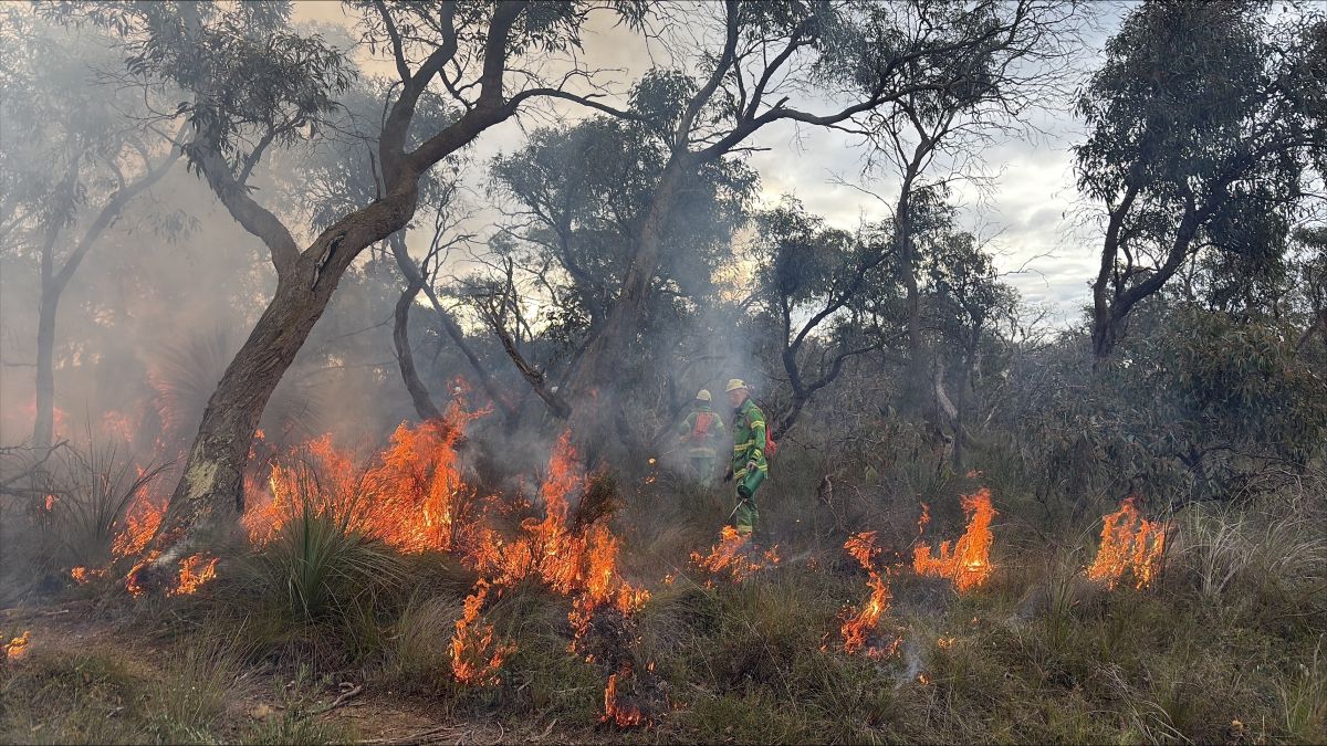 Firefighters in a planned burn