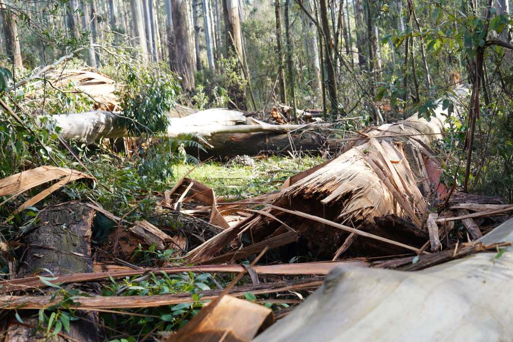 Mountain Ash that fell in the Dandenong Ranges during the October storms.