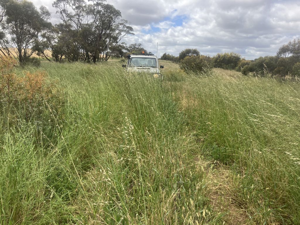 Long grasses in a landscape before slashing.