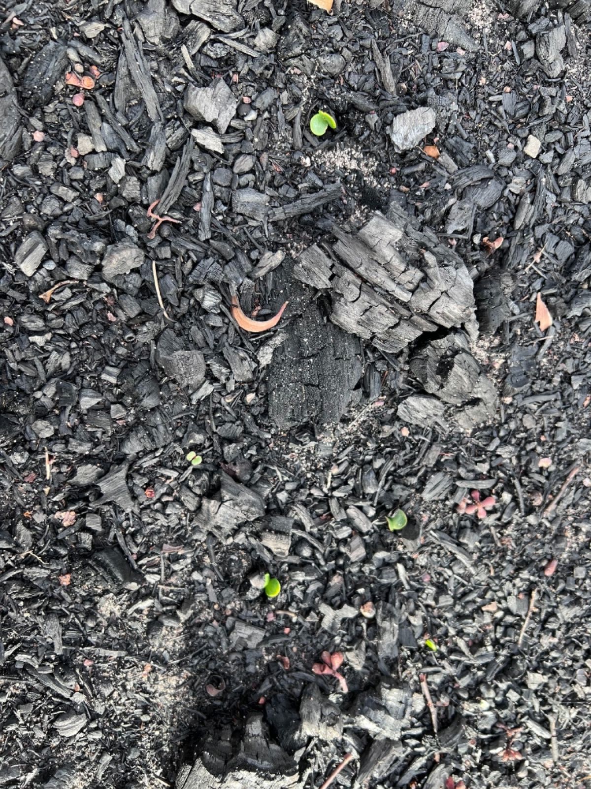 New seedlings in the black burnt earth at the Grampians National Park