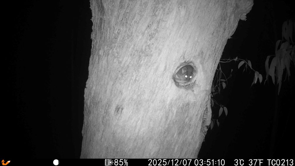 A Ringtail Possum in a tree hollow