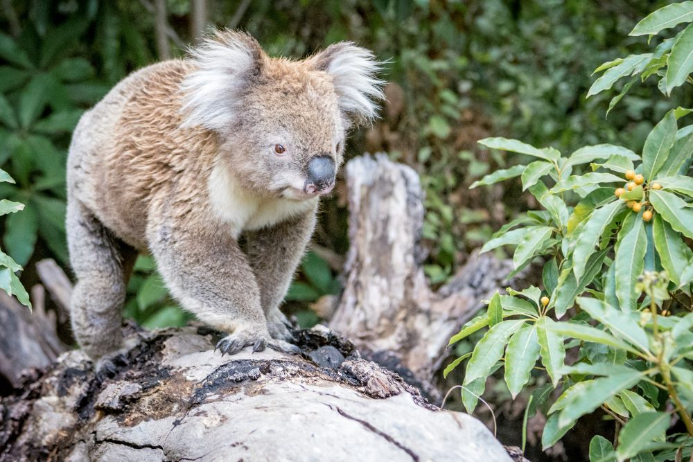 Koala walking on all fours