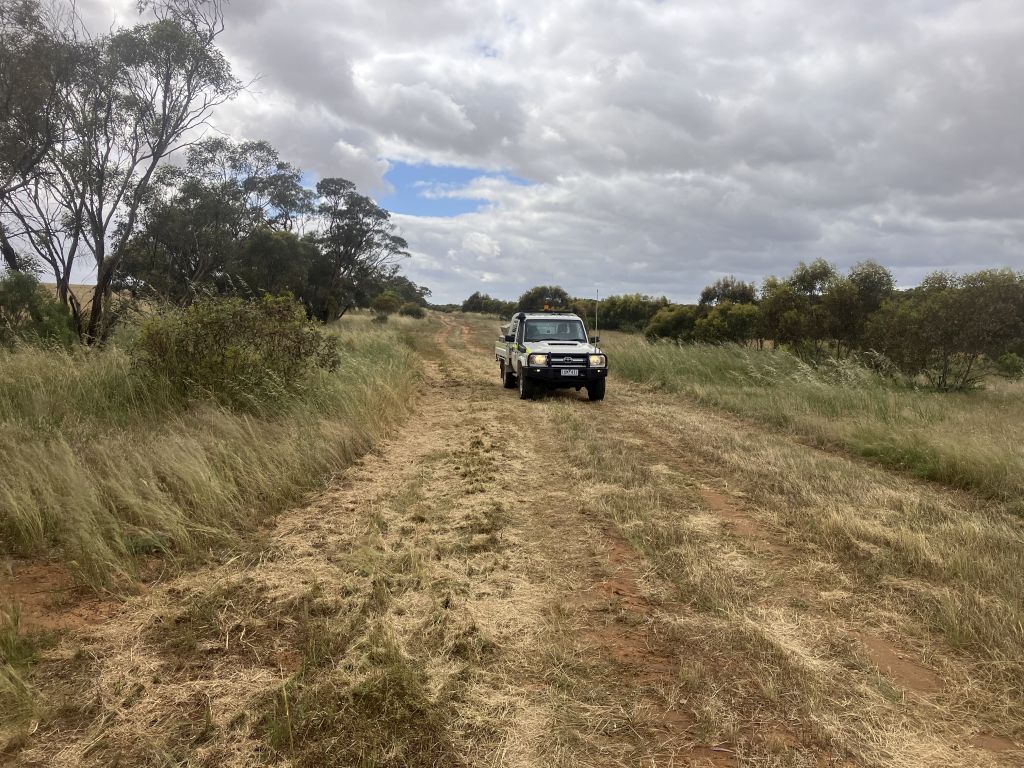 The same landscape area after grass has been slashed.