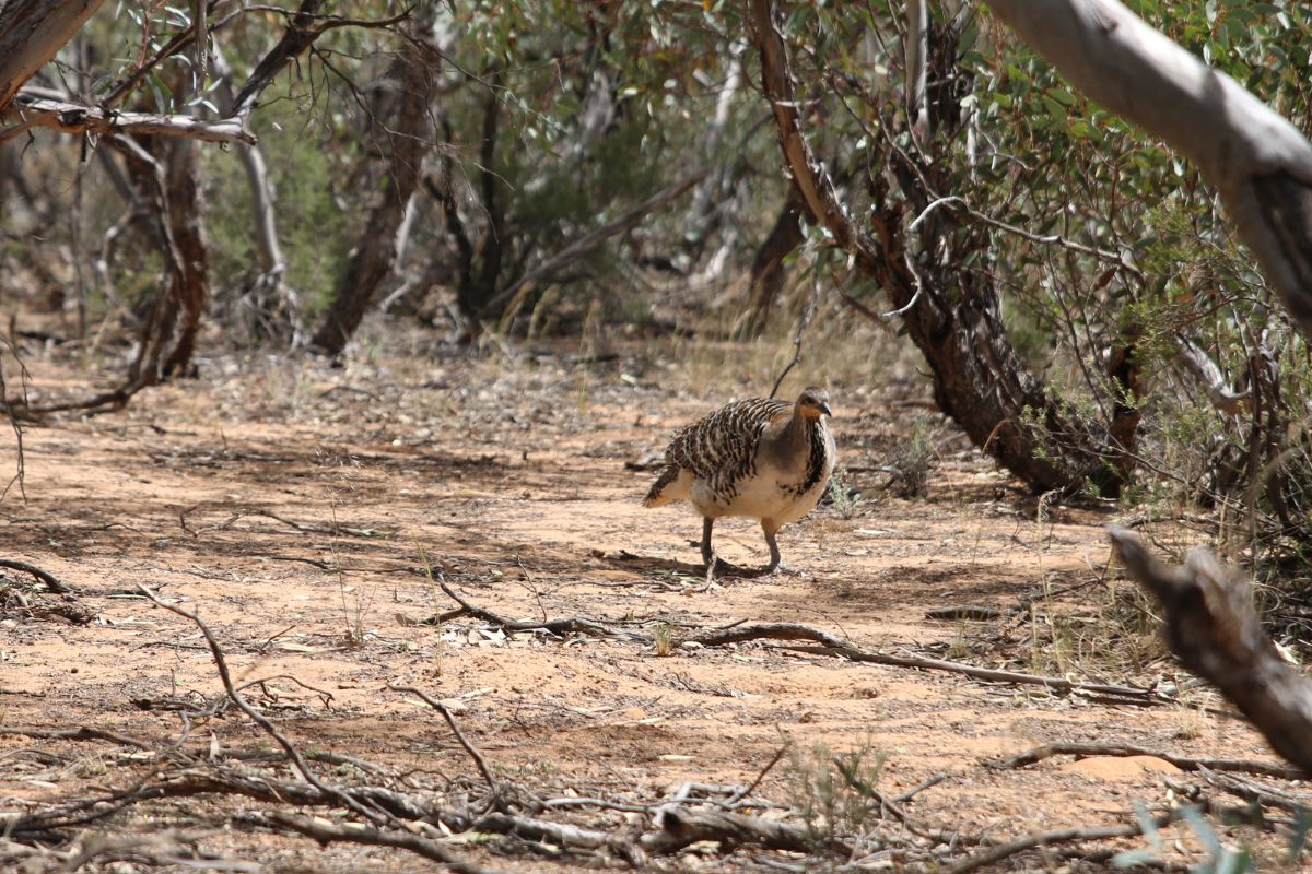 Malleefowl 