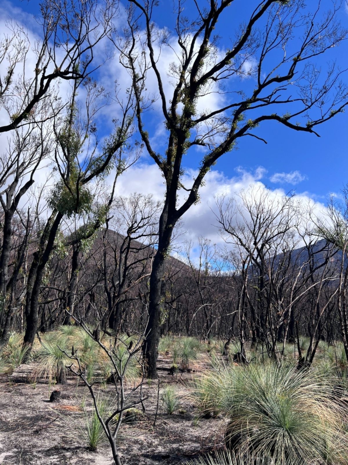 Epicornmic growth on eucalypt trees in the Grampians National Park