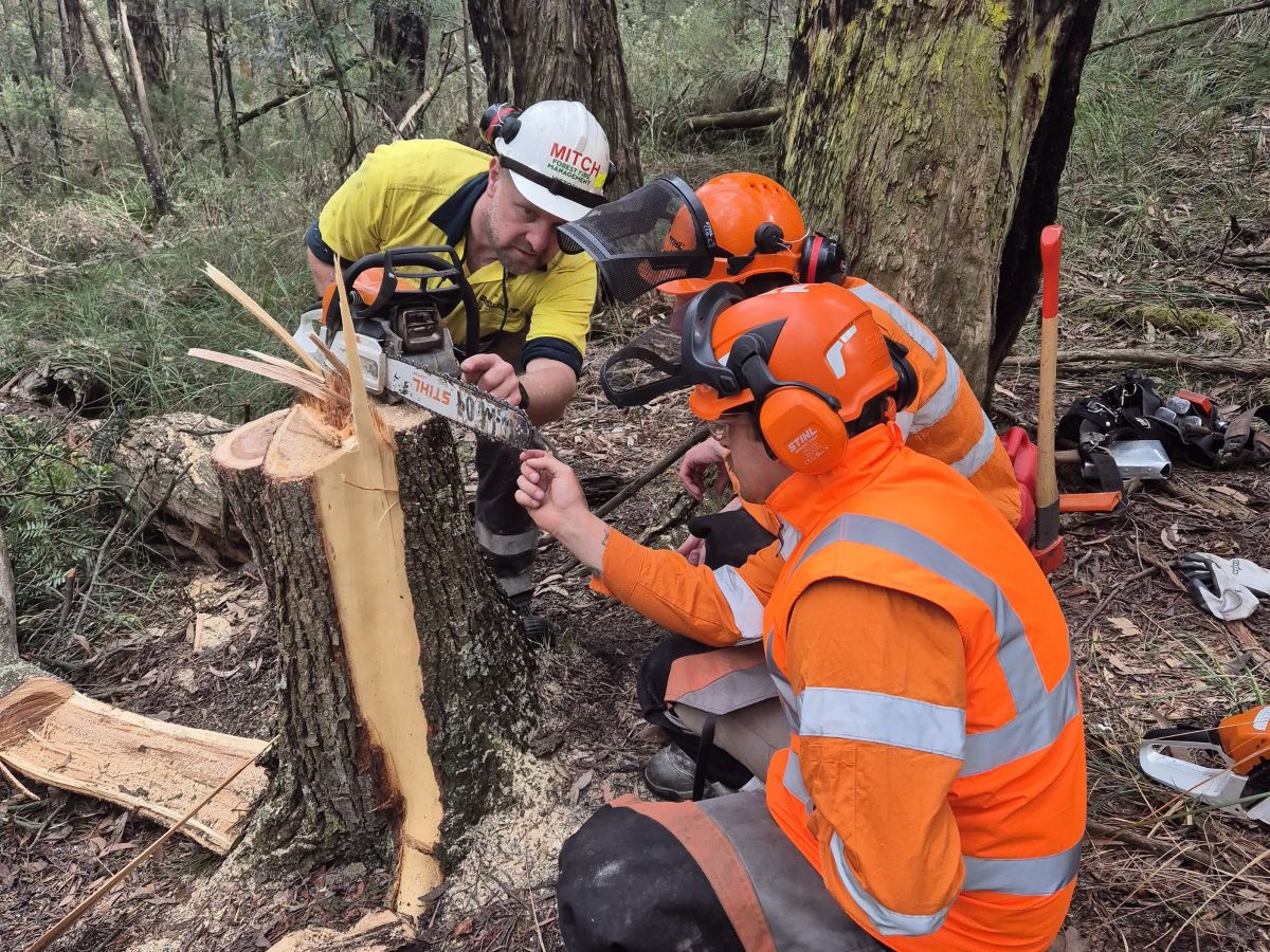 A trainer and two trainees during a chainsaw training