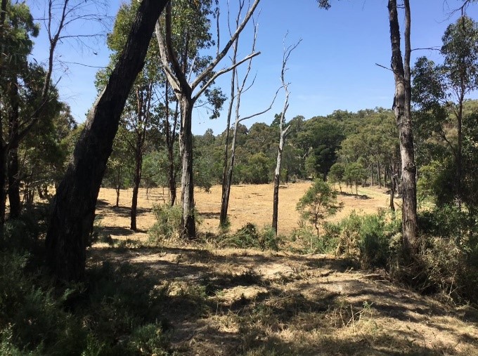 Ajax Road - Cobblers Gully site, before and after mechanical fuel treatment