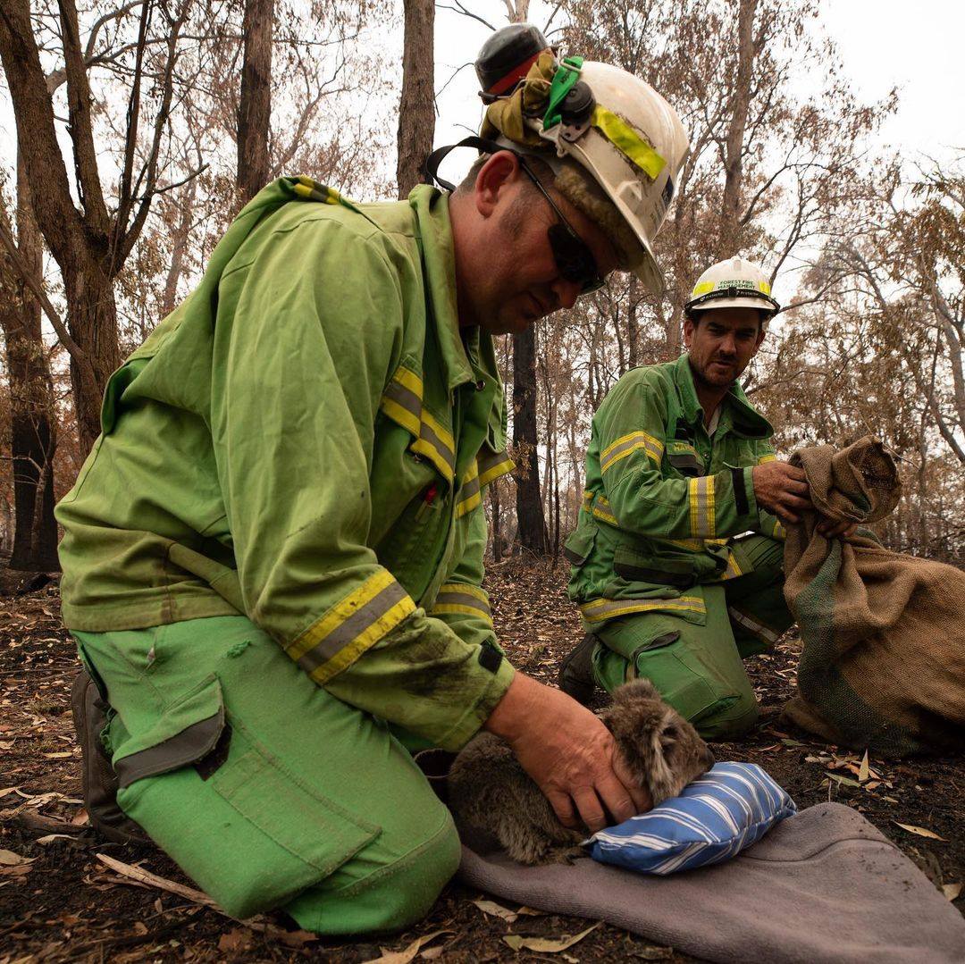 A koala being held during a planned burn