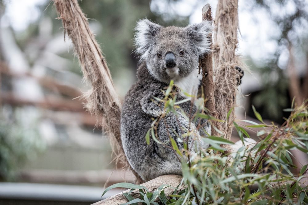 Koala sitting in a tree