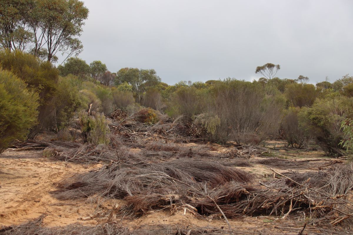some fallen trees in the burnt area