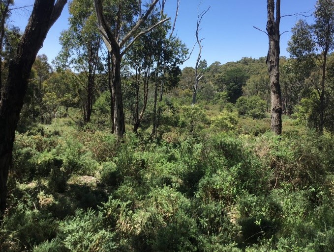 Ajax Road - Cobblers Gully site, before and after mechanical fuel treatment