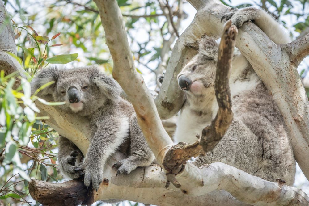 Two sleepy koalas in a tree