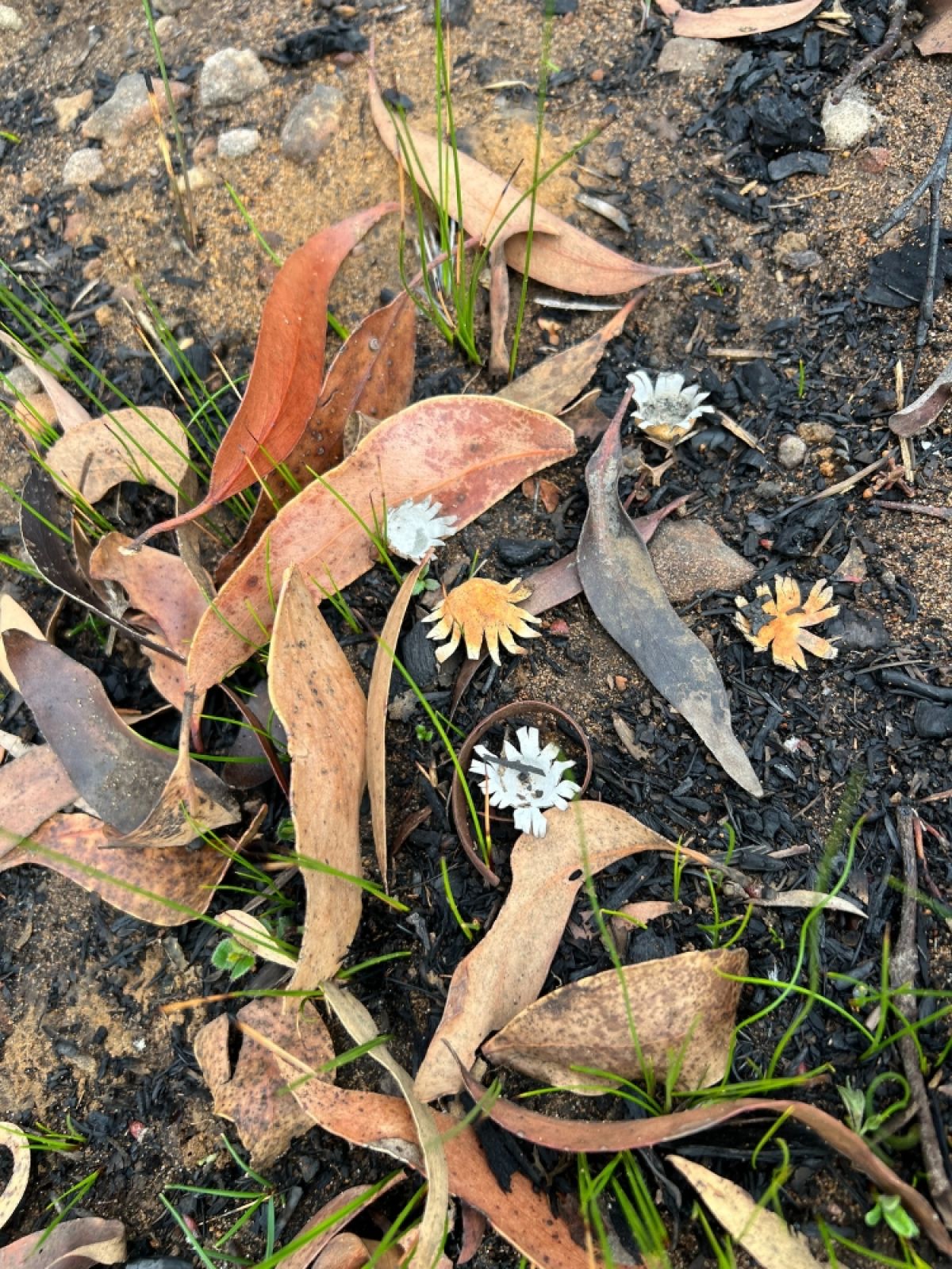 Star shaped funghi grows from the black earth after the Grampians busfires