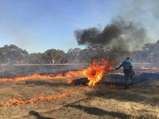 Barengi Gadjin Land Council, supported by FFMVic staff, have undertaken burns at Brynterion State Forest and Arapiles (Dyurrit Walpa)