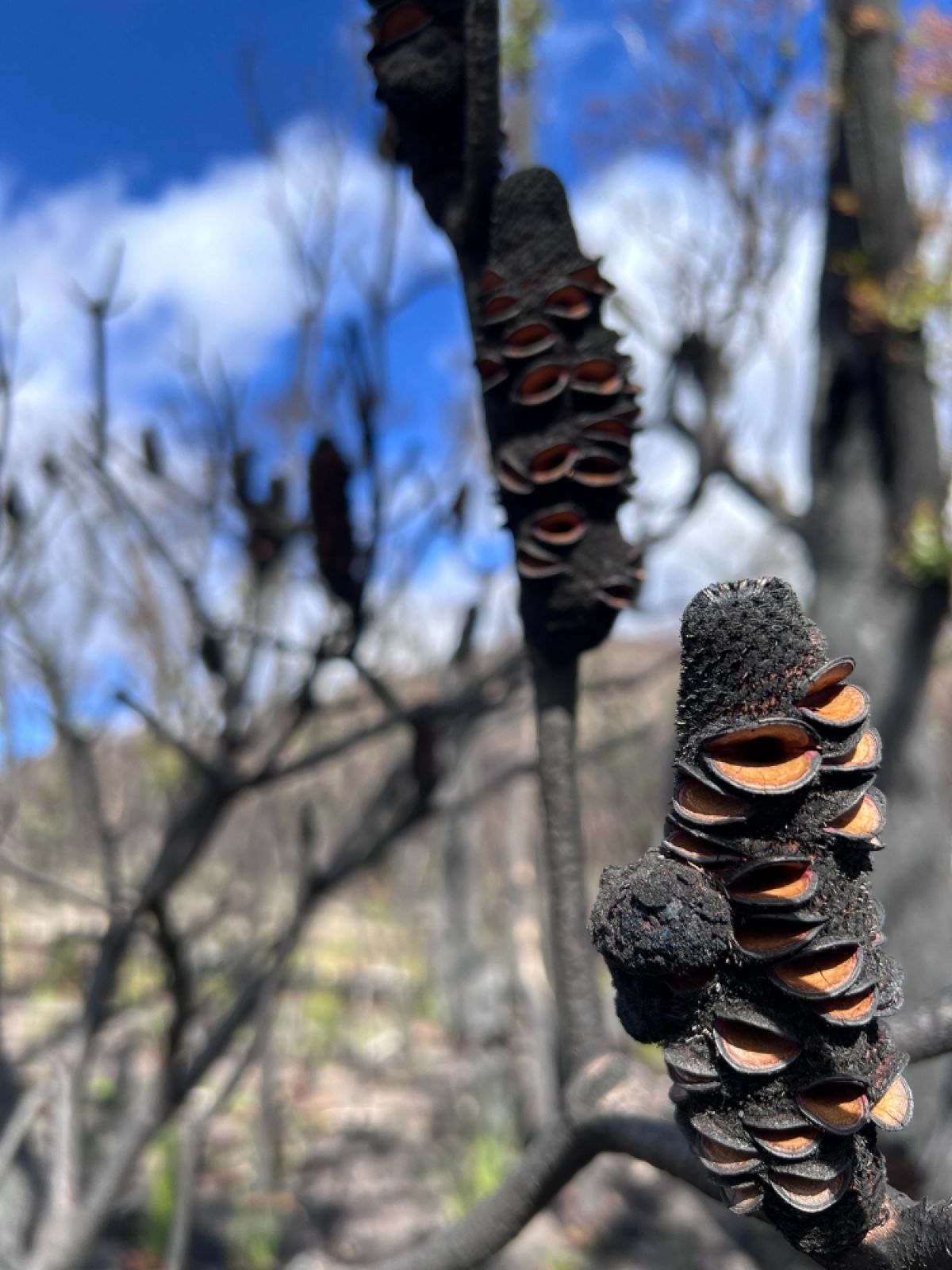 A banksia seed pod opens in a black landscape