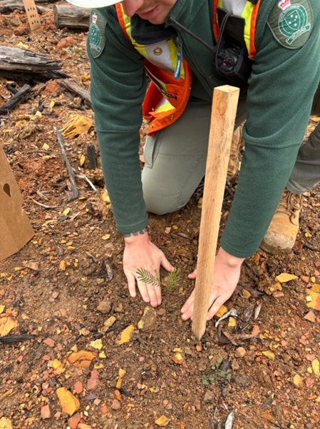 An FFMVic employee pats down dirt around a freshly planted seedling next to a wooden stake