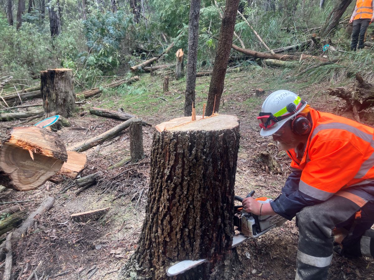 A trainee working on a tree with their chainsaw