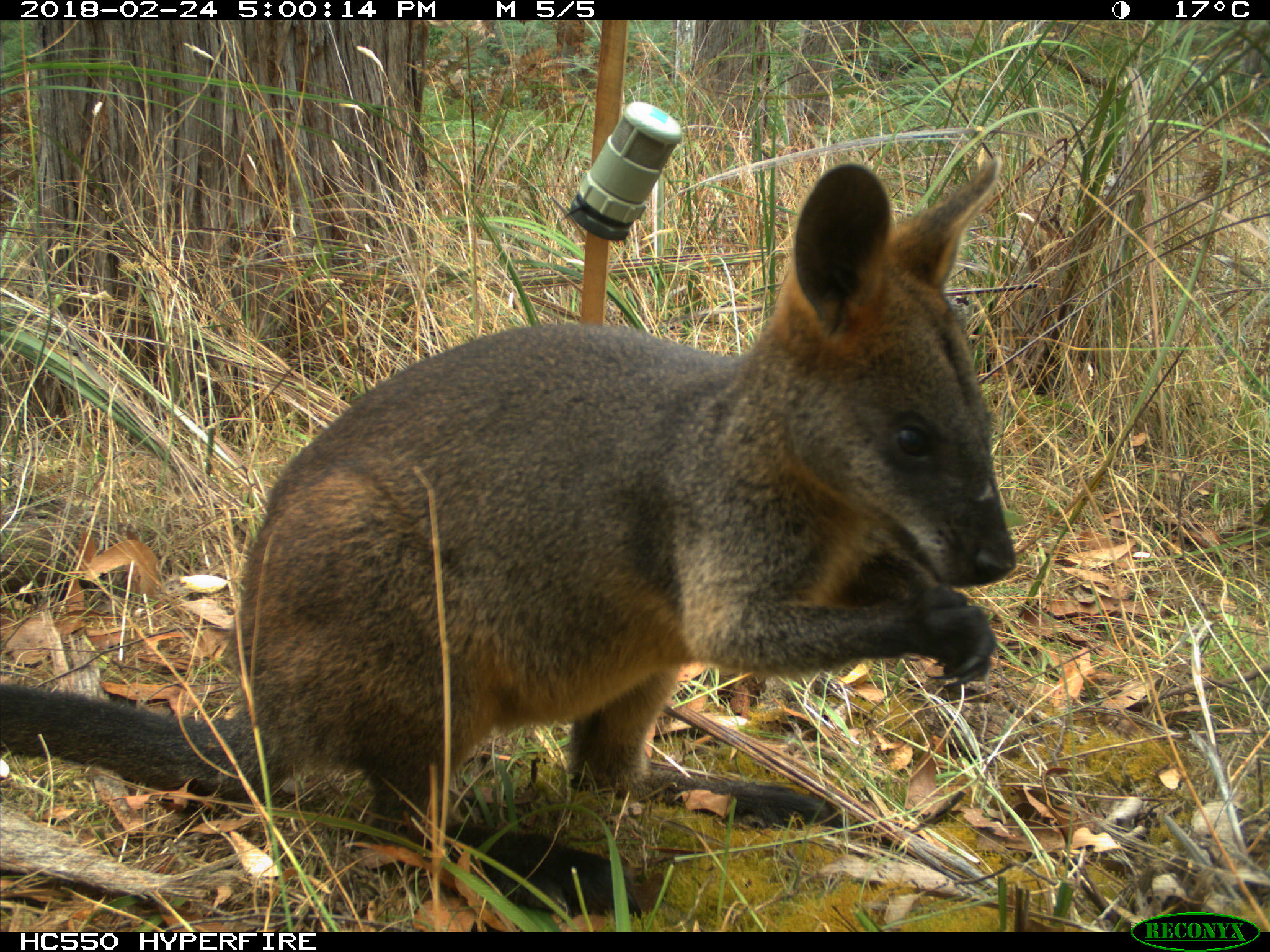 Photo of a Swamp Wallaby taken during the field pilot study for the ecosystem resilience monitoring program