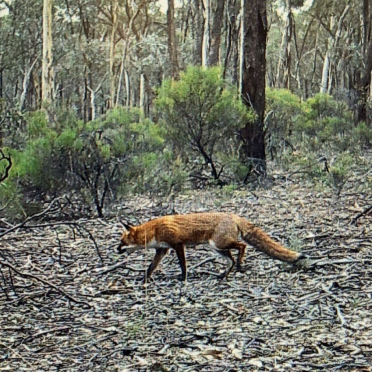 fox on camera