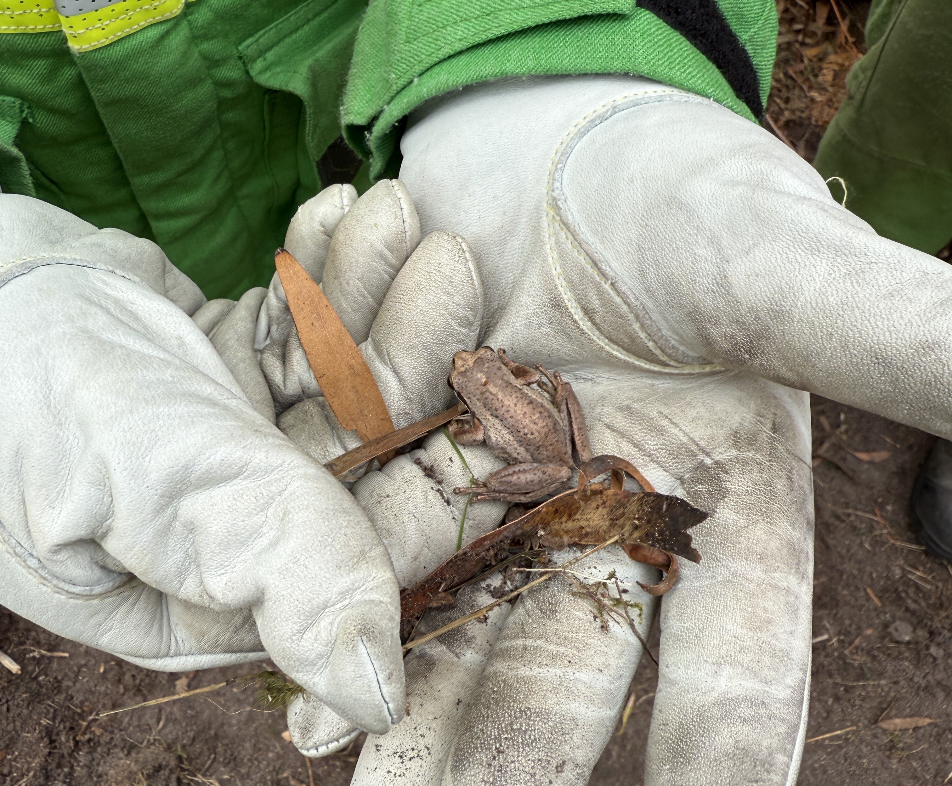 Firefighter wearing gloves and with a small frog on their hand