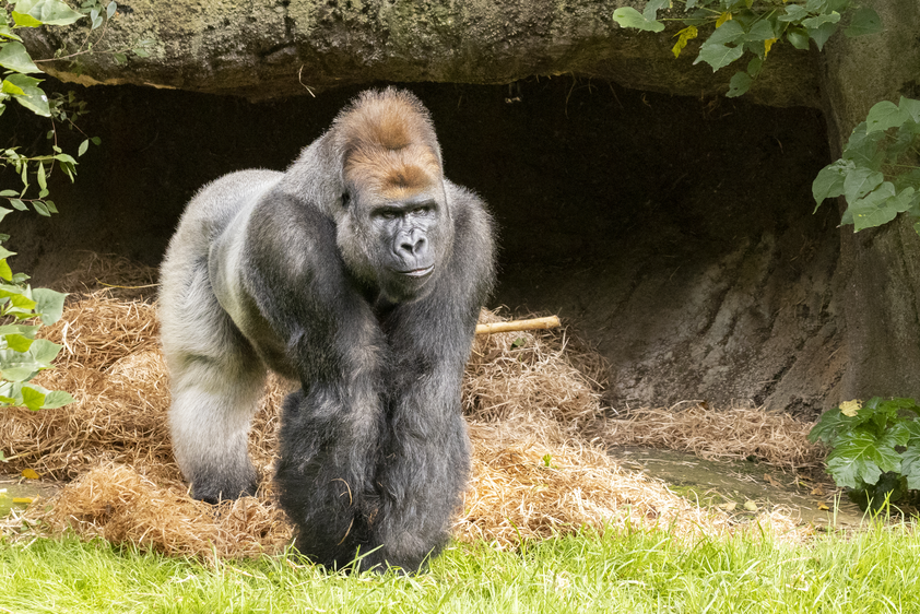 A gorilla standing on fine wood shavings