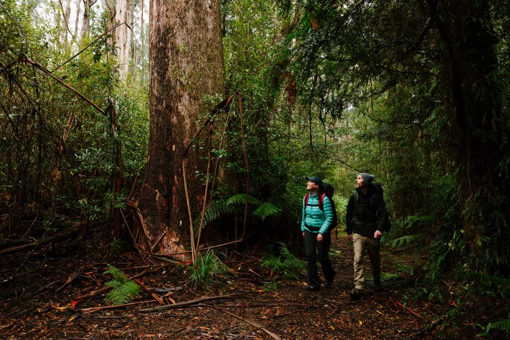 2 hikers admiring the ada tree
