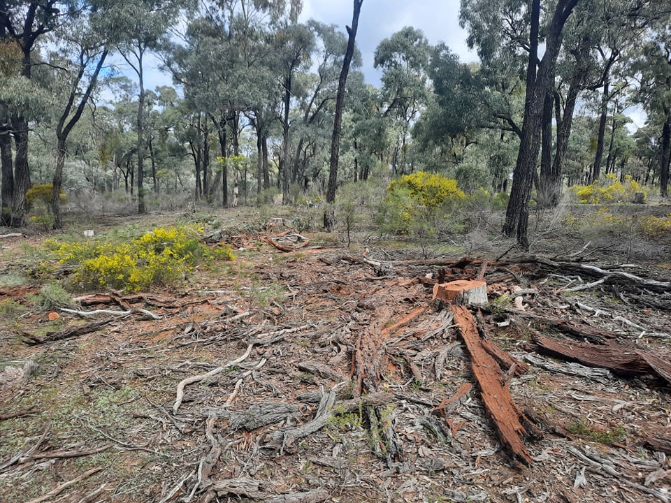 illegal firewood tree cut