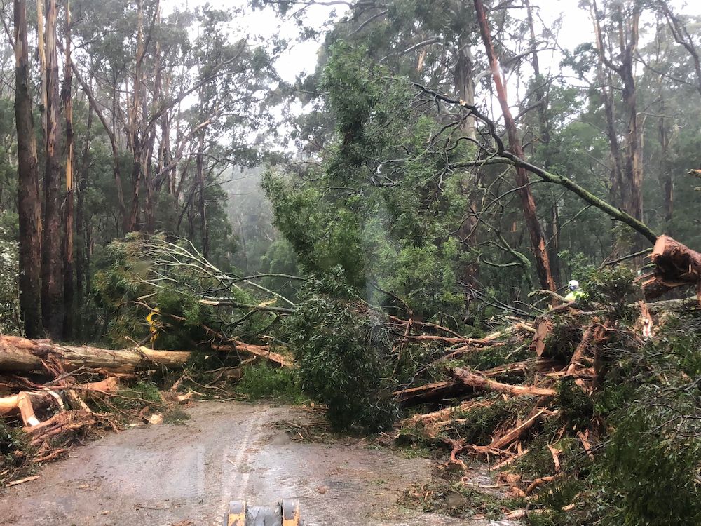 An emergency worker is clearing large trees across a road after a storm.