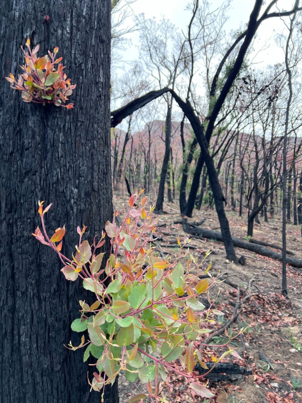 Green epicormic shoots grow from a black, fire damaged tree