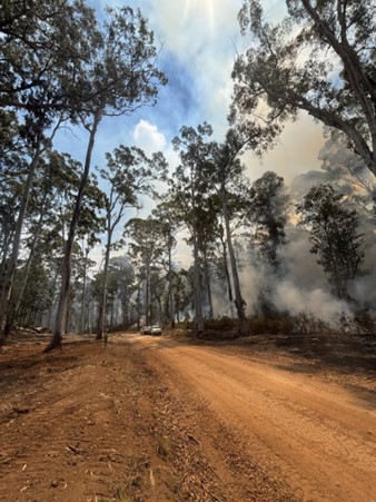 Dirt road at Walwa, with tall trees either side and some smoke through the trees