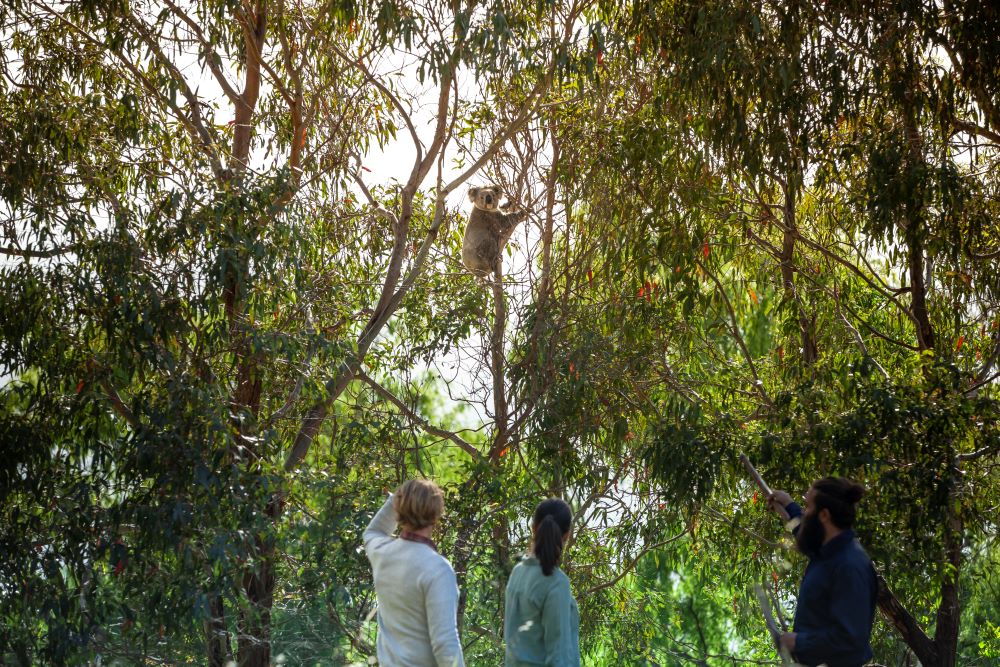 People looking up at a koala in a tree