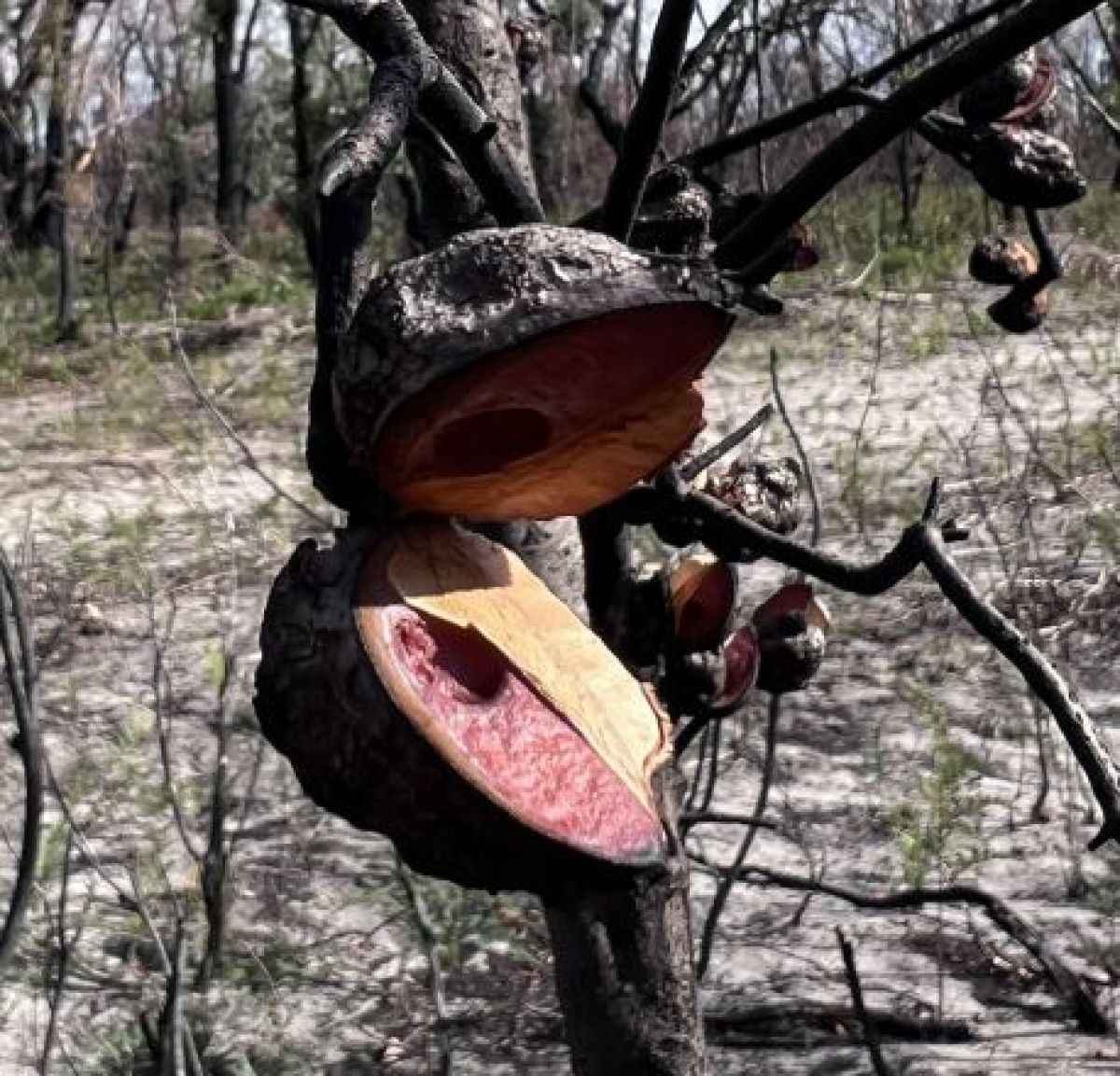 A hakea seed pod opens after fire