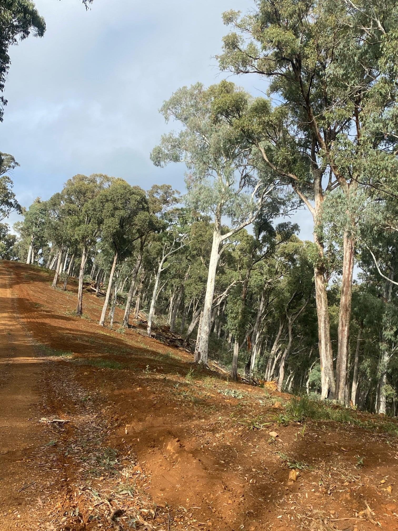 Strategic Fuel Break Hume Region