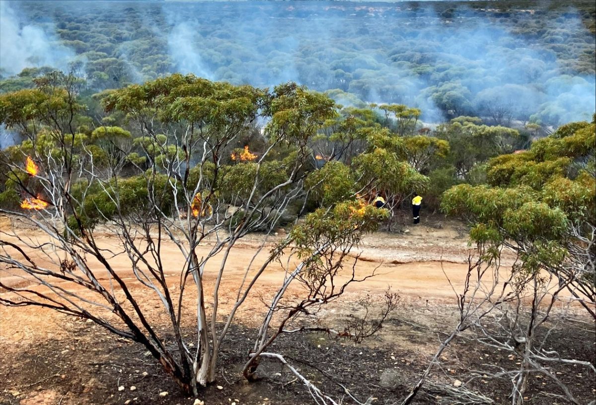 A planned burn in Western Australia taken during the cultural fire knowledge exchange
