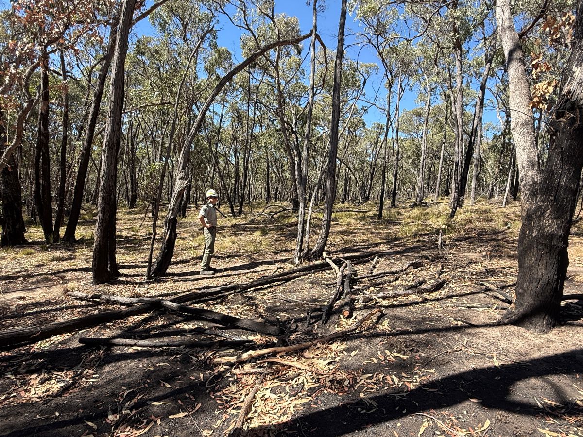 FFMVic staff observing the result of the Taradale fire